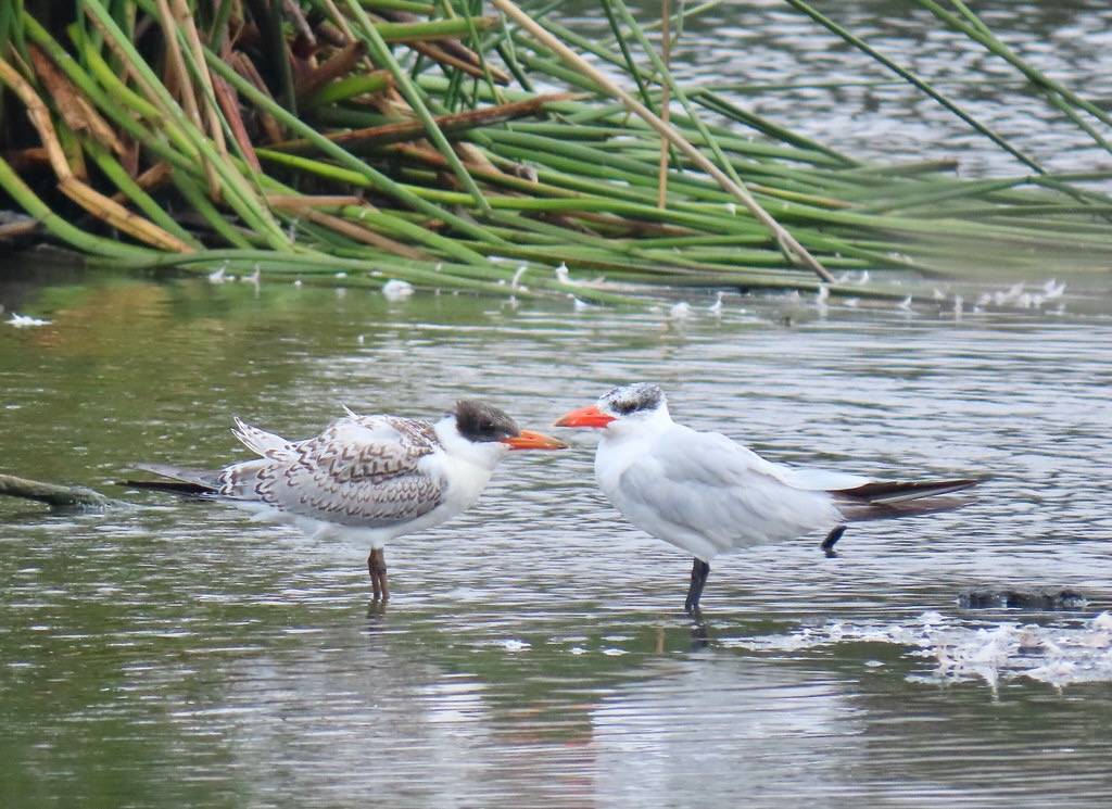 Caspian Tern - adult, juvenile by Kaaren Perry is licensed under CC BY 2.0.
